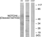 NOTCH4 Antibody (aa1401-1450)