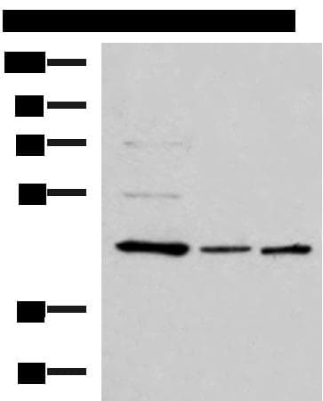 BAF53B / ACTL6B Antibody