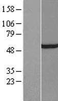 GTF2E1 Protein (Over-Expression Lysate Myc-DDK (Flag))