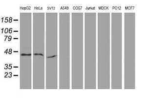 SERPINB13 / HUR7 Antibody (clone OTI1D4)