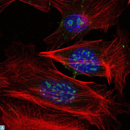 Monoclonal Mouse anti-Human MAP3K2 / MEKK2 Antibody (IF, WB)