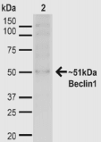 BECN1 / Beclin-1 Antibody