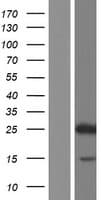 HES4 Protein (Over-Expression Lysate Myc-DDK (Flag))