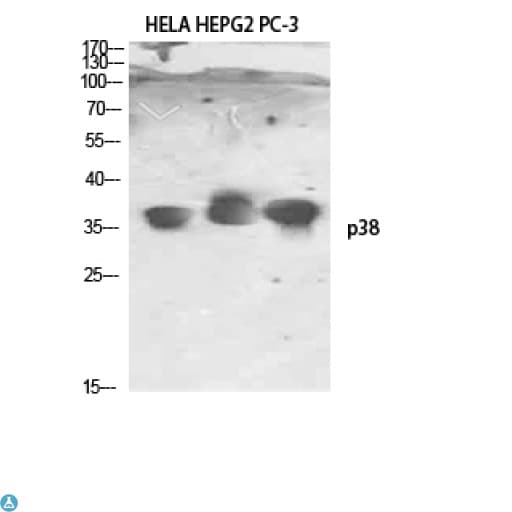 MAPK14 / p38 Antibody