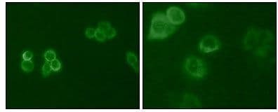 TYRO3 Antibody (Amino Acid: 138-321, clone 6D6F10)