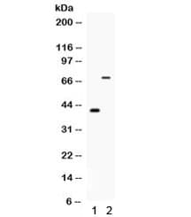 Polyclonal Rabbit anti-Mouse CD46 Antibody (WB)