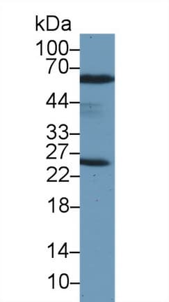 PRDX6 / Peroxiredoxin 6 Antibody (aa1-224)