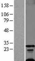 FXYD1 / Phospholemman Protein (Over-Expression Lysate Myc-DDK (Flag))