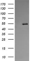 PDIA3 / ERp57 Antibody (aa140-505, clone OTI4D7)