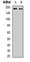 ERBB3 / HER3 Antibody (C-Terminus)