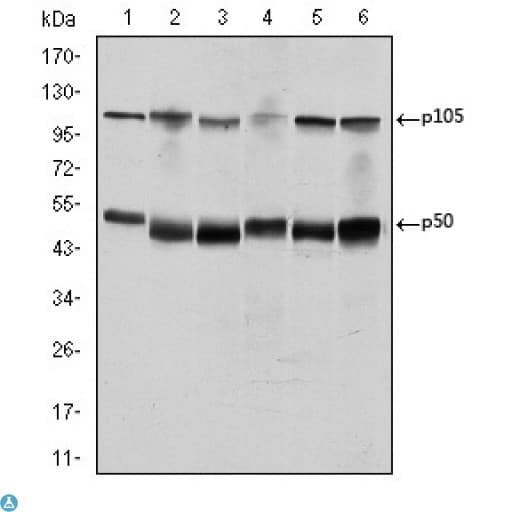 NFKB1 / NF-Kappa-B Antibody