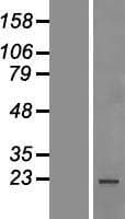 SRSF1 / SF2 Protein (Over-Expression Lysate Myc-DDK (Flag))