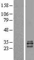 PRTN3 / Myeloblastin Protein (Over-Expression Lysate Myc-DDK (Flag))