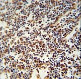 USF2 Antibody (aa218-246)