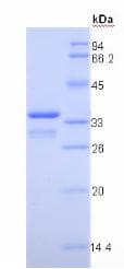 Pig IGF1 Protein (Recombinant GST, N-terminus)