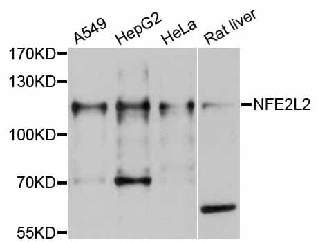 NFE2L2 / NRF2 Antibody