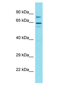 Polyclonal Rabbit anti-Human GOLGA6L1 Antibody (aa80-129, WB)