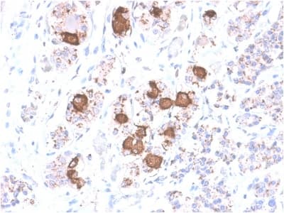 Recombinant Monoclonal Rabbit anti-Human POMC / Proopiomelanocortin Antibody (clone CLIP/2040R, Azide-free,Carrier-free, aa1-24, IHC)
