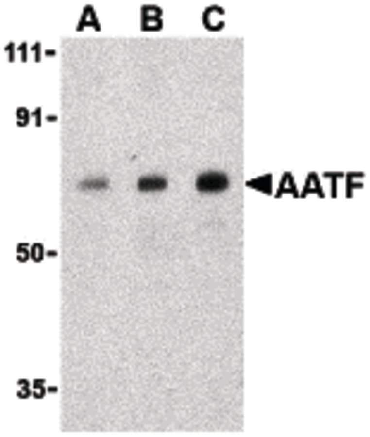 IHC-plus™ AATF Antibody