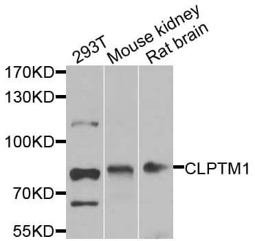 CLPTM1 Antibody