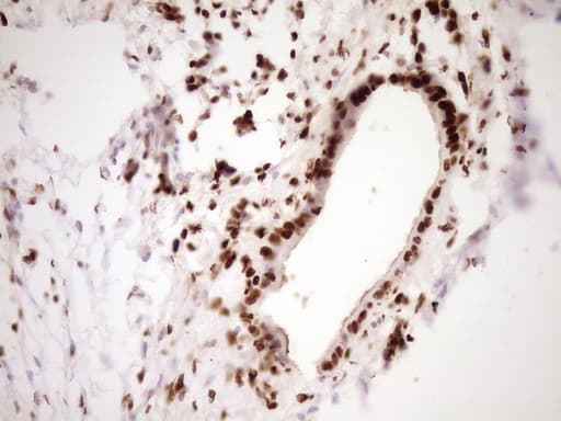 SAE1 Antibody (clone OTI6C7, Carrier-free)