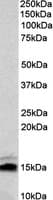 IHC-plus™ NRGN / Neurogranin Antibody (aa45-55)