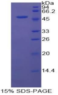 Bovine F5 / Factor Va Protein (Recombinant His-GST)