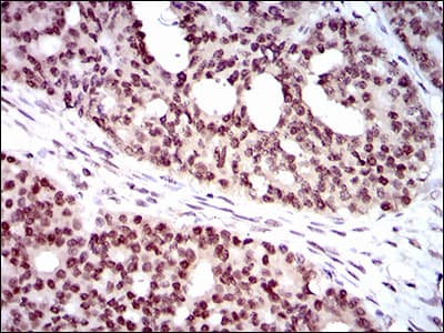 NELFA / WHSC2 Antibody (aa280-511, clone 6B11H8)