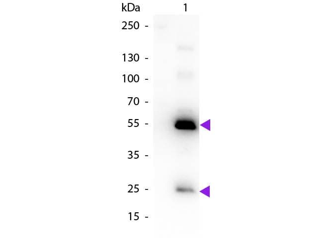 Rabbit Anti-Human IgG Secondary Antibody (Biotin)