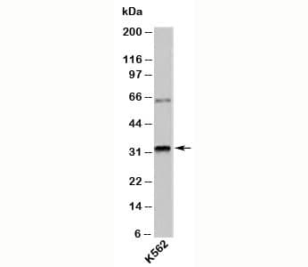 Polyclonal Rabbit anti-Human RAX / RX Antibody (C-Terminus, WB)