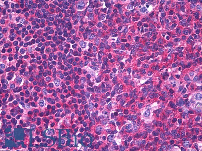 IHC-plus™ ACTB / Beta Actin Antibody