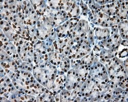 Monoclonal Mouse anti-Human APP / Beta Amyloid Precursor Antibody (clone OTI9E2, IHC, IF, WB)