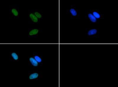 HIST3H3 Antibody (Asym-Me2-Arg17)