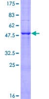 Human FAM3B Protein (Recombinant GST)