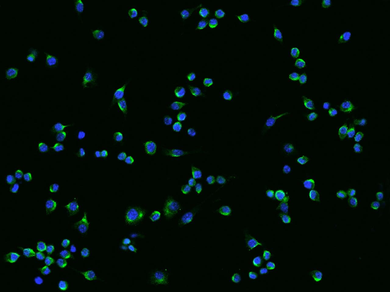 Polyclonal Rabbit anti-Mouse JAG1 / Jagged 1 Antibody (IHC, IF)