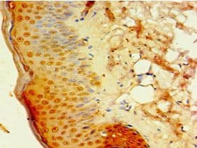 IHC-plus™ Polyclonal Rabbit anti-Human DEFB4A / BD-2 Antibody (aa1-64, IHC)