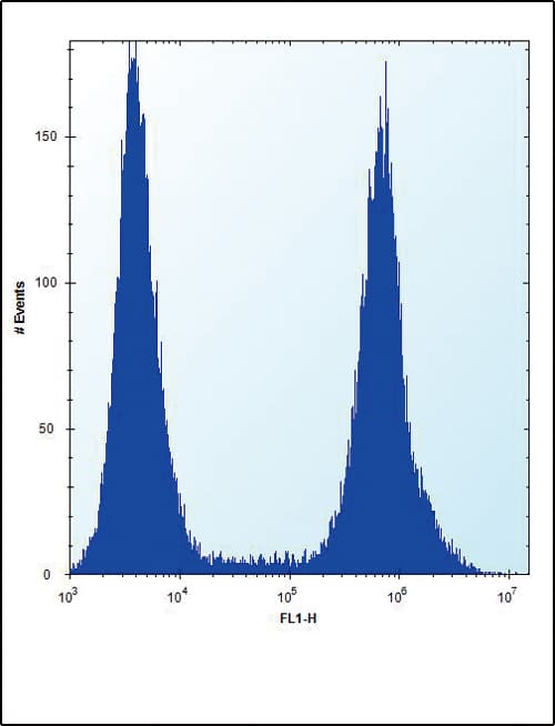 Polyclonal Rabbit anti-Human AML1 / RUNX1 Antibody (Ser276, IHC, IF, WB)