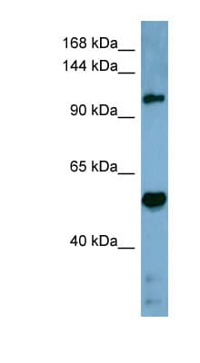 COBLL1 Antibody (aa899-948)