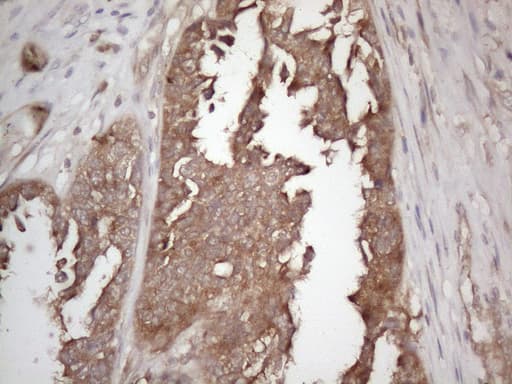 CNOT2 Antibody (clone OTI6D7)
