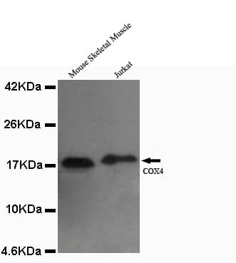 COXIV / COX4 Antibody (C-Terminus)