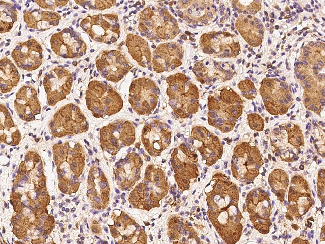 SEL1L3 Antibody