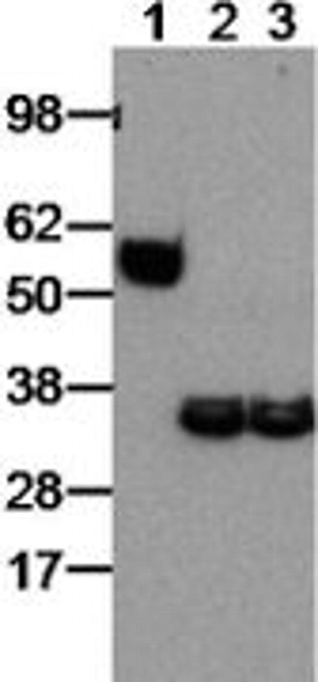 EBI3 / IL-27B Antibody (clone DNT27)