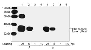 GST / Glutathione S-Transferase Antibody (clone 2F10B9)