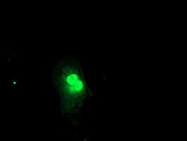 Monoclonal Mouse anti-Human FXN / Frataxin Antibody (clone OTI4G4, IF, WB)
