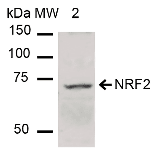 NFE2L2 / NRF2 Antibody (RPE)
