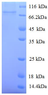 E. coli speF Protein (Recombinant His)