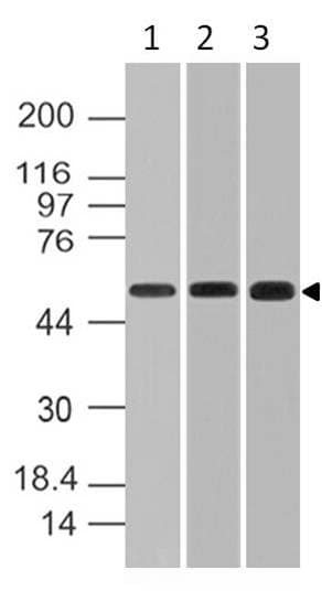 RBCK1 Antibody
