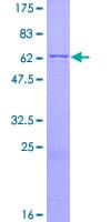 Human CD33 Protein (Recombinant GST)