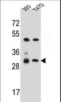 OR4P4 Antibody (aa205-233)