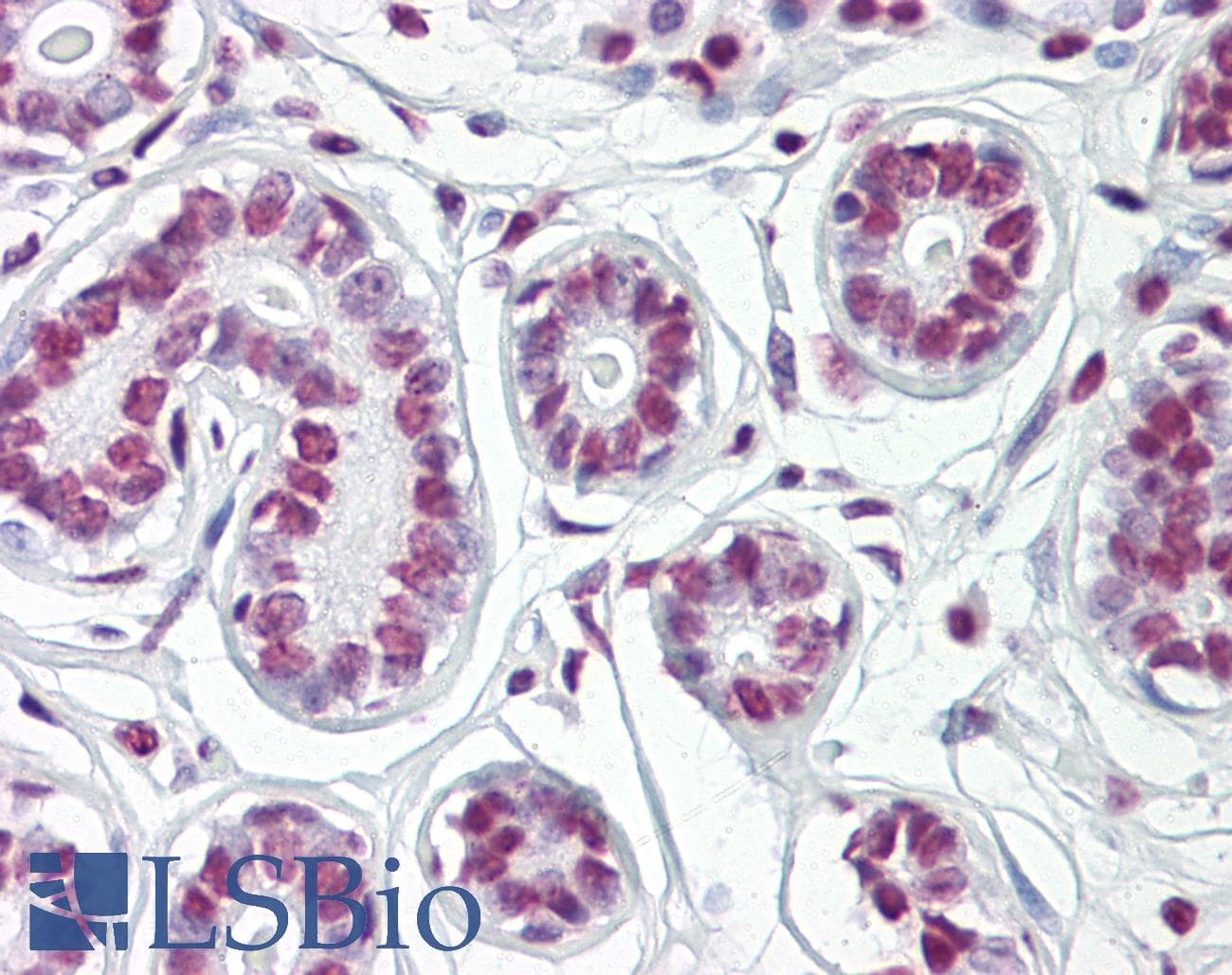 HDAC2 Antibody (C-Terminus)